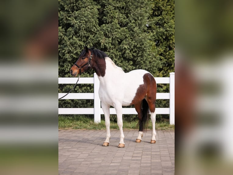 More ponies/small horses Gelding 5 years 14,1 hh Pinto in Békéscsaba