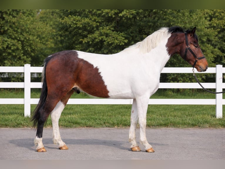 More ponies/small horses Gelding 5 years 14,1 hh Pinto in Békéscsaba