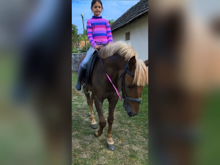 More ponies/small horses Gelding 5 years 14,2 hh Chestnut-Red in Wien, Innere Stadt