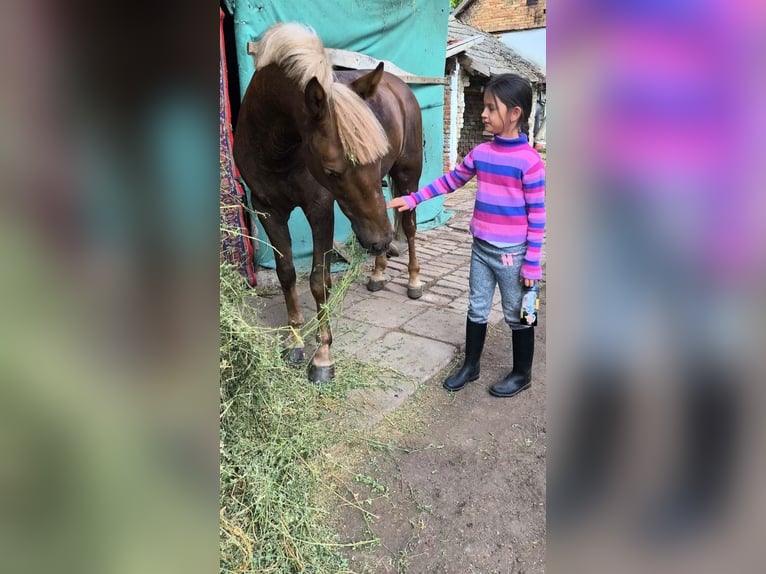 More ponies/small horses Gelding 5 years 14,2 hh Chestnut-Red in Wien, Innere Stadt