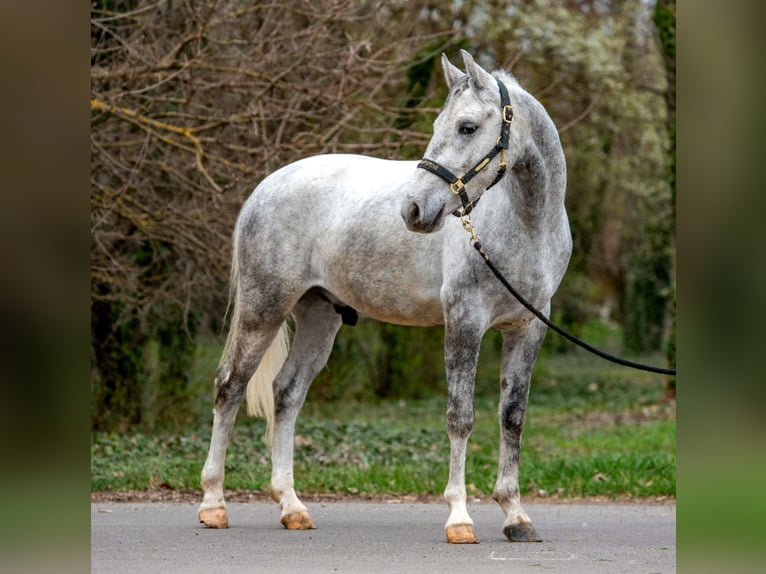 More ponies/small horses Gelding 5 years 14,2 hh Grey-Dapple in Békéscsaba