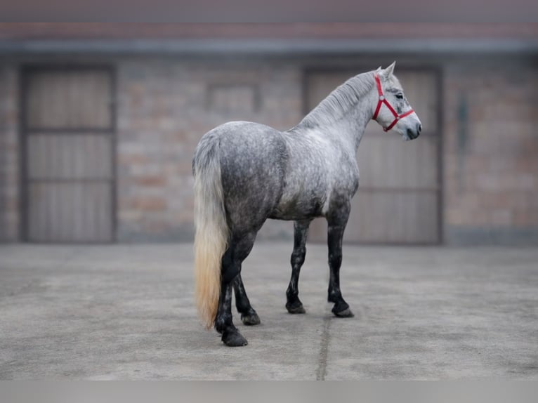 More ponies/small horses Gelding 5 years 14,2 hh Grey in Békéscsaba
