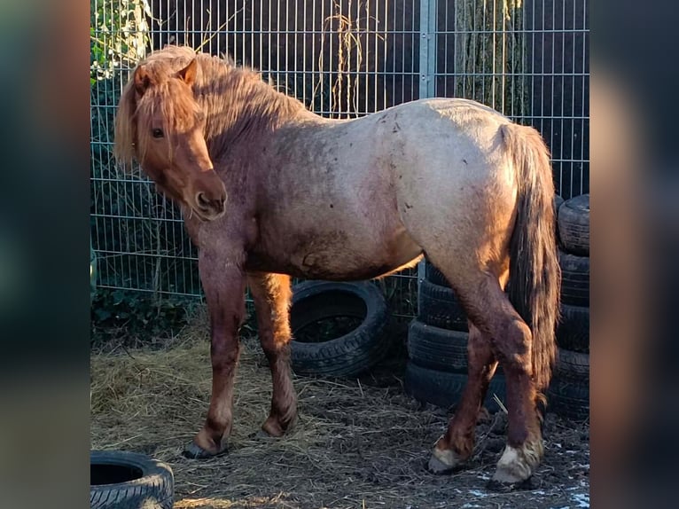 More ponies/small horses Gelding 5 years 14,2 hh Roan-Red in Rechnitz