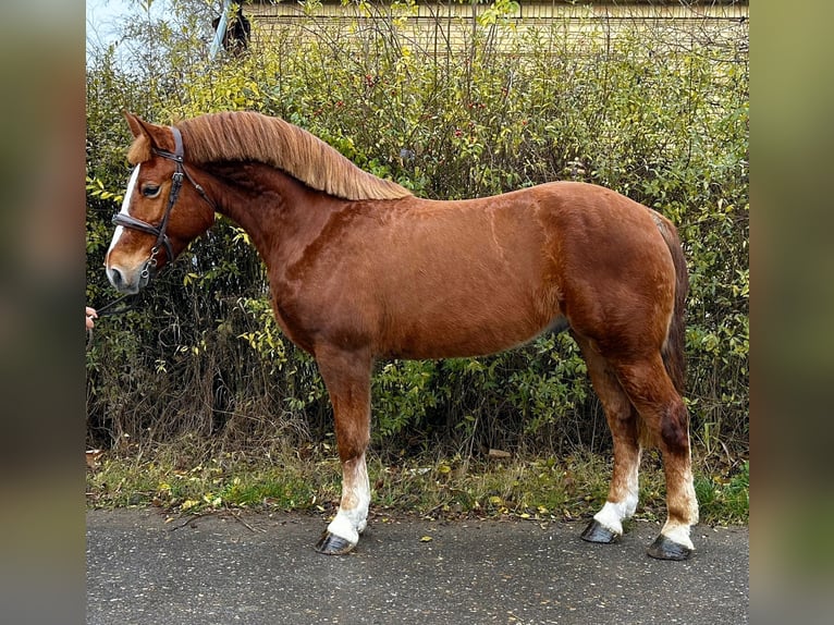 More ponies/small horses Gelding 5 years 14,3 hh Brown in Debrecen