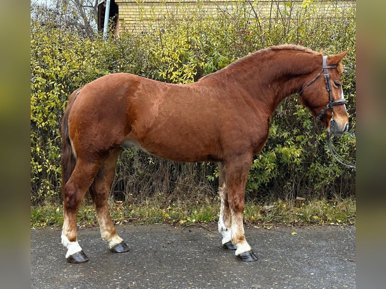 More ponies/small horses Gelding 5 years 14,3 hh Brown in Debrecen