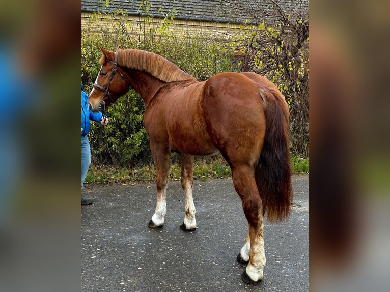 More ponies/small horses Gelding 5 years 14,3 hh Brown in Debrecen