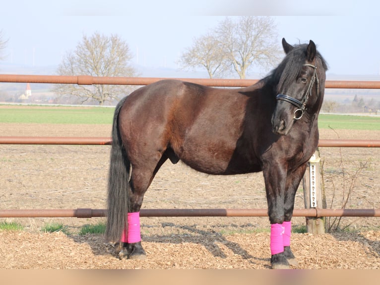 More ponies/small horses Mix Gelding 5 years 15.1 hh Black in Hohenruppersddorf