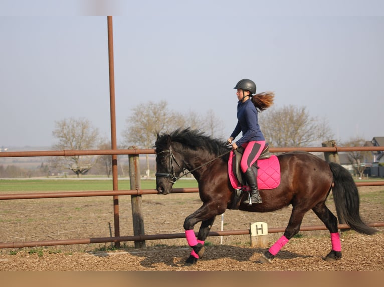 More ponies/small horses Mix Gelding 5 years 15.1 hh Black in Hohenruppersddorf