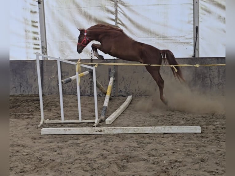 More ponies/small horses Gelding 5 years 15.1 hh Chestnut-Red in Békéscsaba