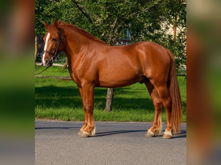 More ponies/small horses Gelding 5 years 15.1 hh Chestnut-Red in Békéscsaba