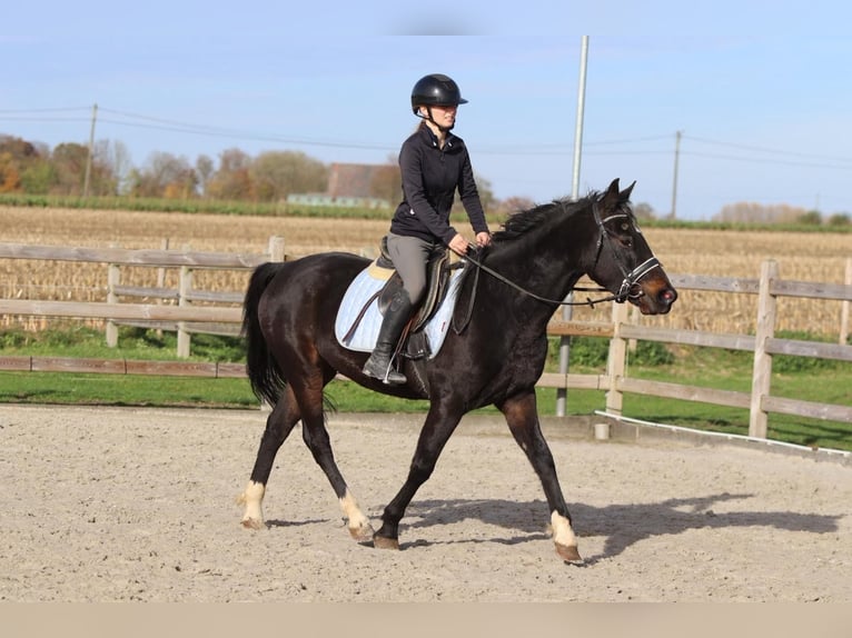 More ponies/small horses Gelding 5 years 15 hh Black in Bogaarden