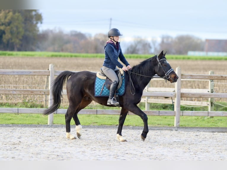 More ponies/small horses Gelding 5 years 15 hh Black in Bogaarden