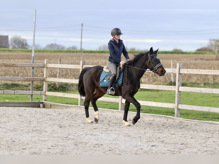 More ponies/small horses Gelding 5 years 15 hh Black in Bogaarden