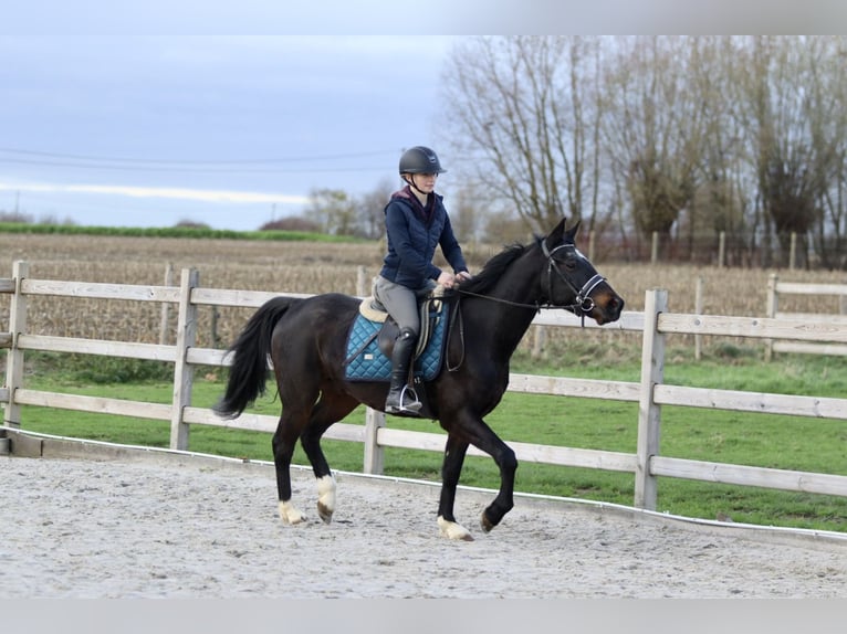 More ponies/small horses Gelding 5 years 15 hh Black in Bogaarden
