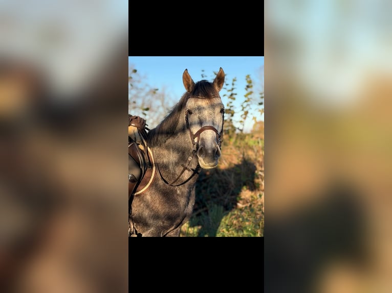 More ponies/small horses Gelding 5 years 15 hh  in Rickling