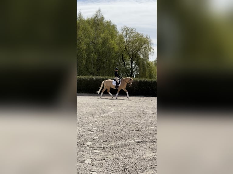 More ponies/small horses Gelding 5 years 15 hh Palomino in Kicin