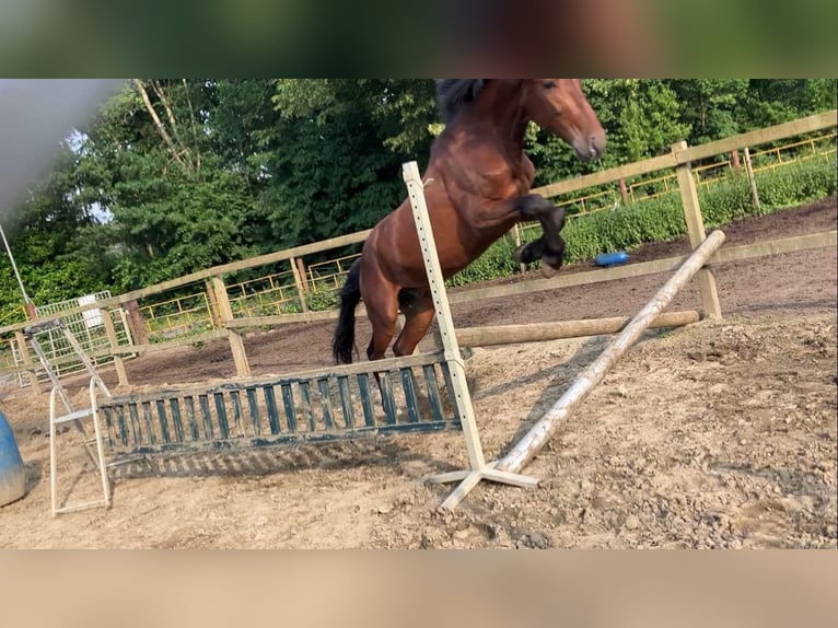 More ponies/small horses Gelding 5 years 15,1 hh Brown in B&#xE9;k&#xE9;s