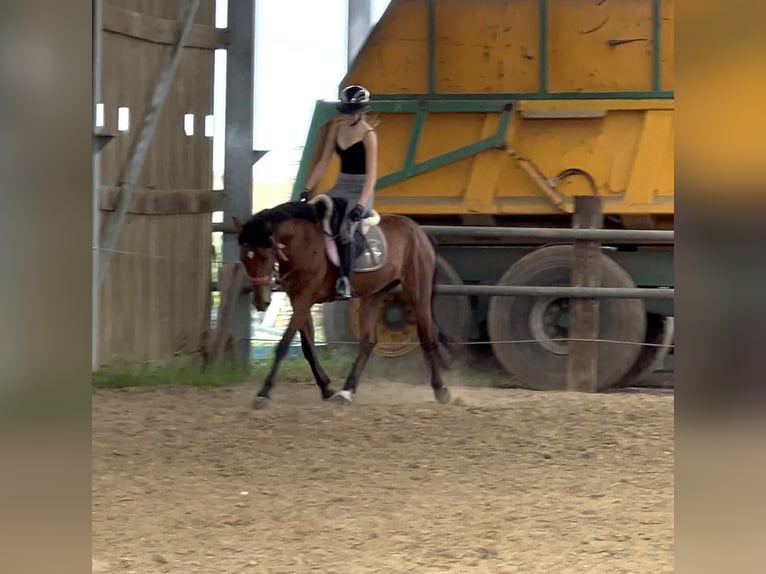 More ponies/small horses Gelding 5 years 15,1 hh Brown in B&#xE9;k&#xE9;s
