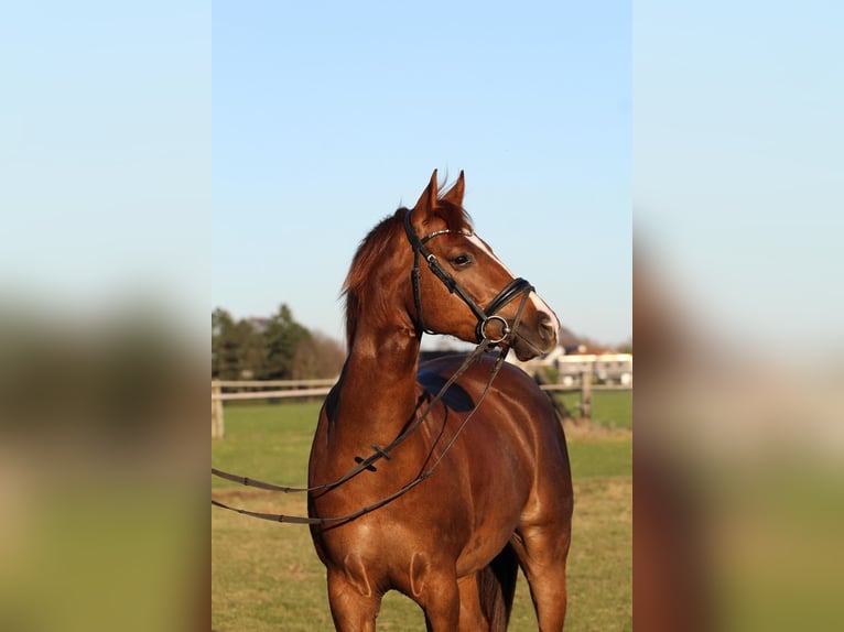 More ponies/small horses Mix Gelding 5 years 15,1 hh Chestnut-Red in Dortmund