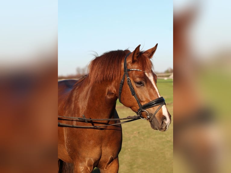 More ponies/small horses Mix Gelding 5 years 15,1 hh Chestnut-Red in Dortmund