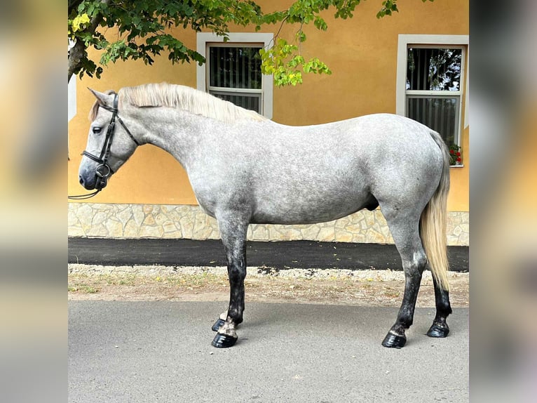 More ponies/small horses Gelding 5 years 15,1 hh Grey in Debrecen