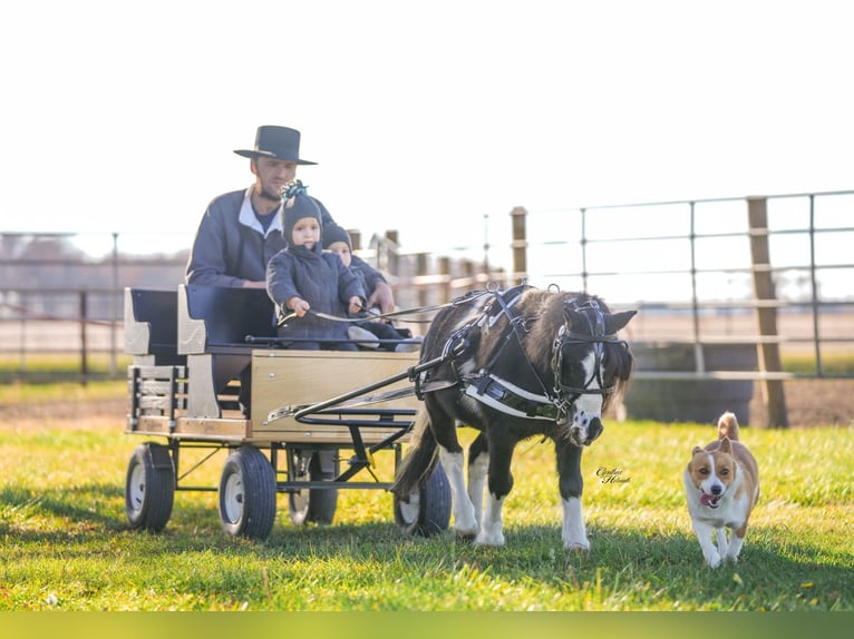 More ponies/small horses Gelding 5 years 8,1 hh Pinto in Independence