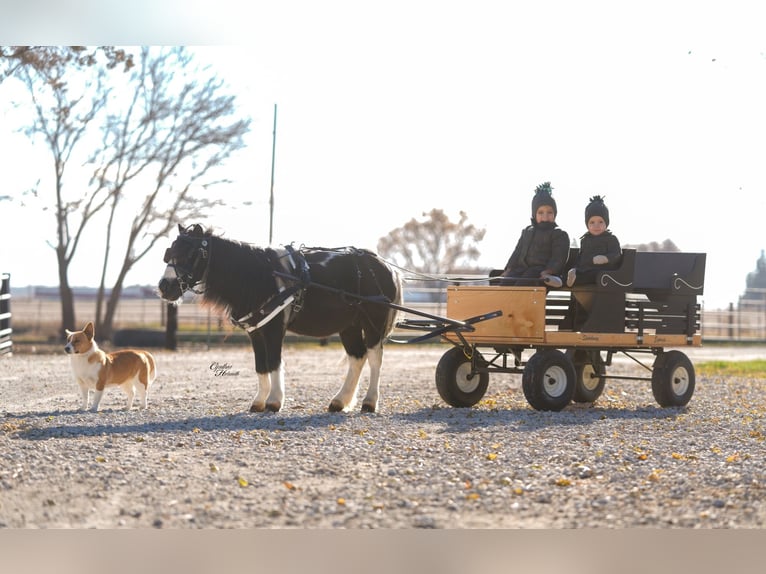 More ponies/small horses Gelding 5 years 8,1 hh Pinto in Independence