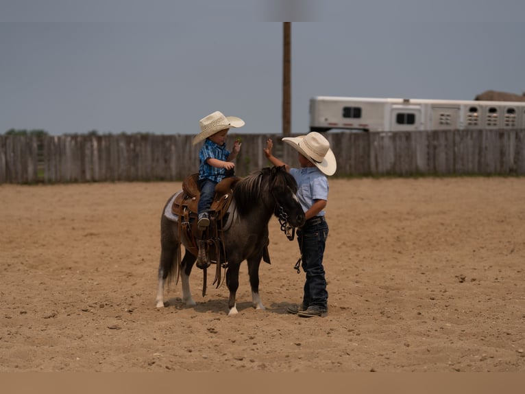 More ponies/small horses Gelding 5 years 8,1 hh in Nevis, MN