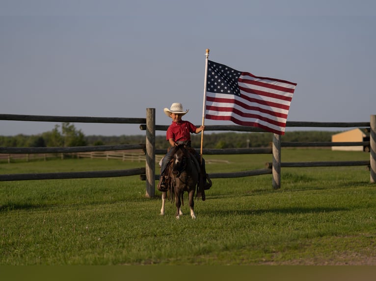 More ponies/small horses Gelding 5 years 8,1 hh in Nevis, MN
