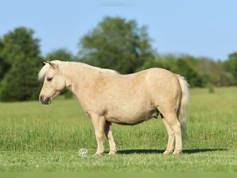 More ponies/small horses Gelding 5 years 8.2 hh Palomino in Buffalo