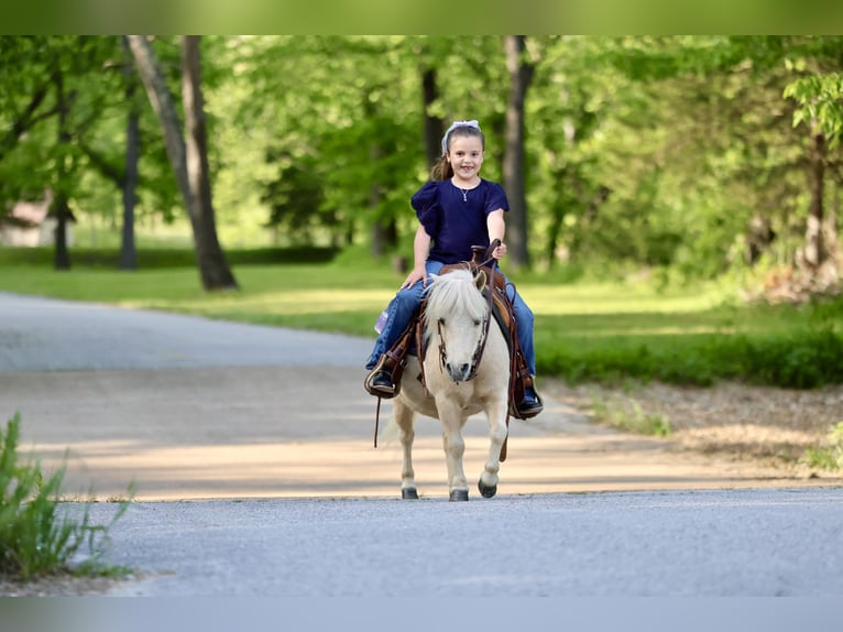 More ponies/small horses Gelding 5 years 8.2 hh Palomino in Buffalo