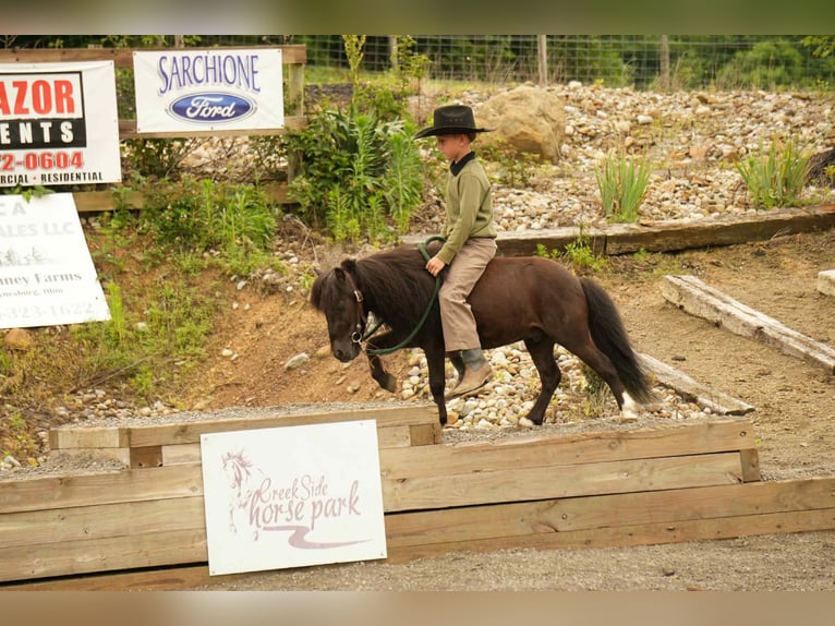 More ponies/small horses Gelding 5 years 8 hh Black in Fresno, OH