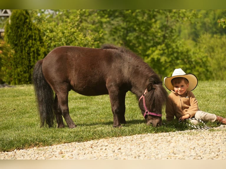 More ponies/small horses Gelding 5 years 8 hh Black in Fresno, OH