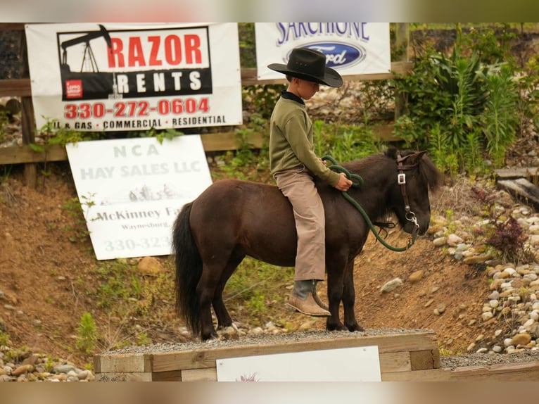More ponies/small horses Gelding 5 years 8 hh Black in Fresno, OH