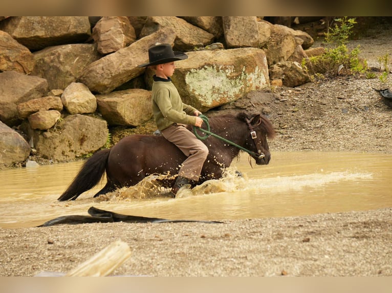More ponies/small horses Gelding 5 years 8 hh Black in Fresno, OH