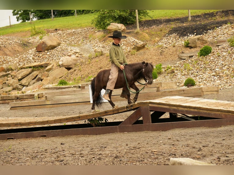 More ponies/small horses Gelding 5 years 8 hh Black in Fresno, OH