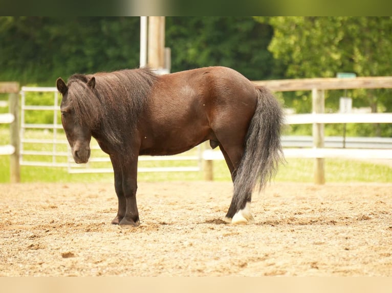 More ponies/small horses Gelding 5 years 8 hh Black in Fresno, OH