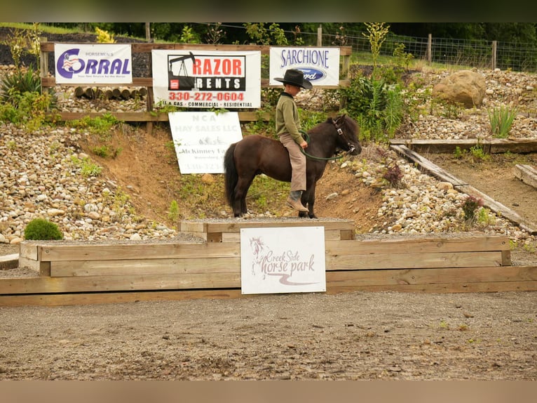 More ponies/small horses Gelding 5 years 8 hh Black in Fresno, OH