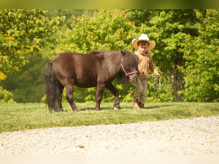 More ponies/small horses Gelding 5 years 8 hh Black in Fresno, OH