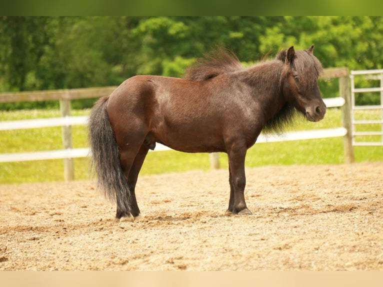 More ponies/small horses Gelding 5 years 8 hh Black in Fresno, OH