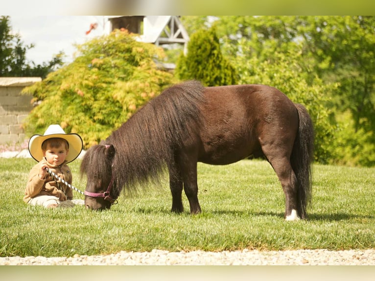 More ponies/small horses Gelding 5 years 8 hh Black in Fresno, OH