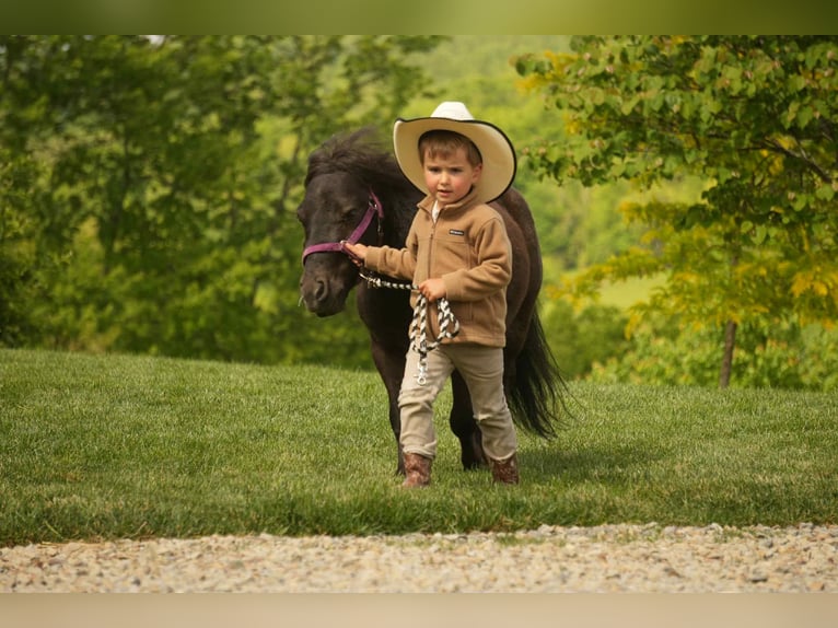 More ponies/small horses Gelding 5 years 8 hh Black in Fresno, OH