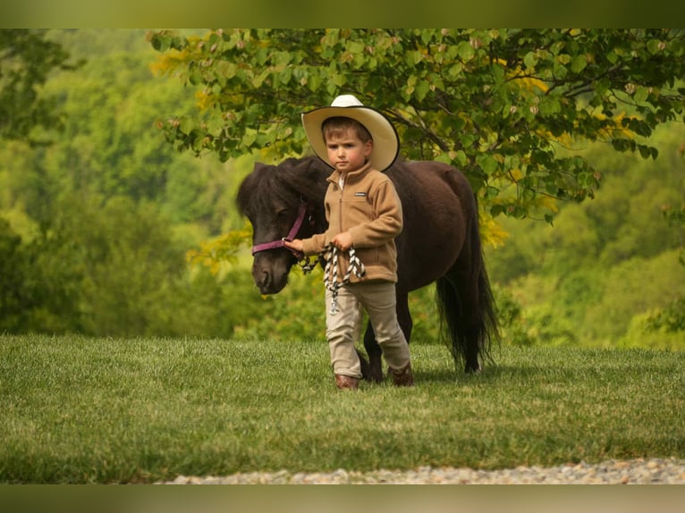 More ponies/small horses Gelding 5 years 8 hh Black in Fresno, OH