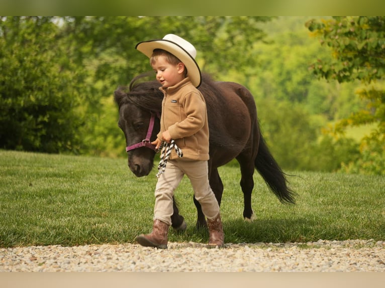 More ponies/small horses Gelding 5 years 8 hh Black in Fresno, OH