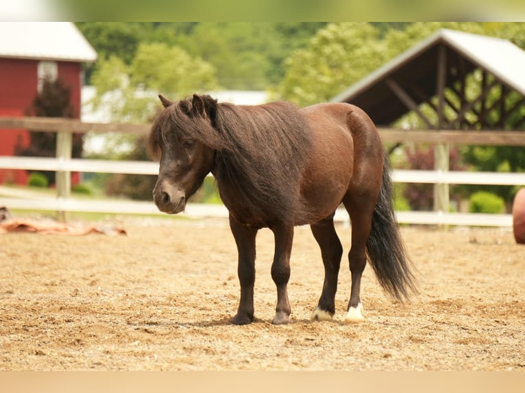 More ponies/small horses Gelding 5 years 8 hh Black in Fresno, OH