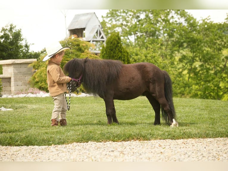 More ponies/small horses Gelding 5 years 8 hh Black in Fresno, OH