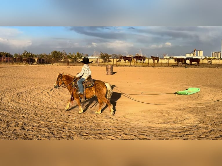 More ponies/small horses Gelding 5 years 9.1 hh Sorrel in Canyon