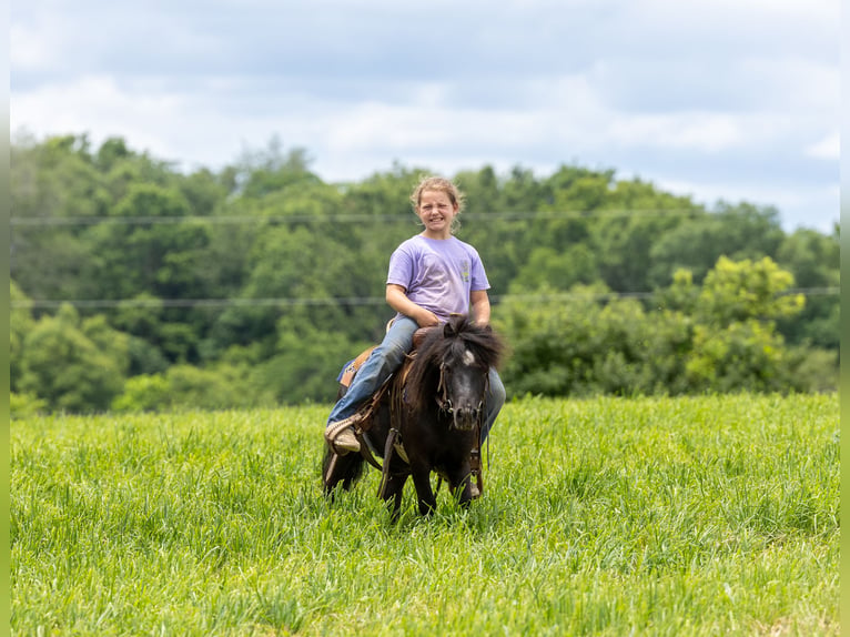 More ponies/small horses Gelding 5 years 9 hh Black in Ewing