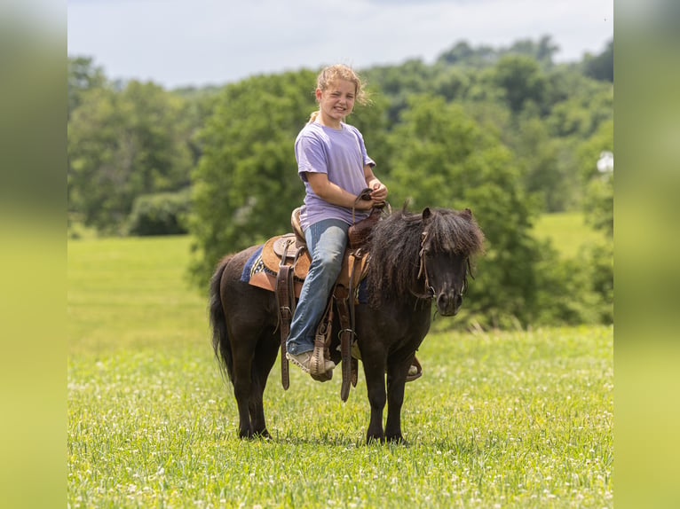 More ponies/small horses Gelding 5 years 9 hh Black in Ewing