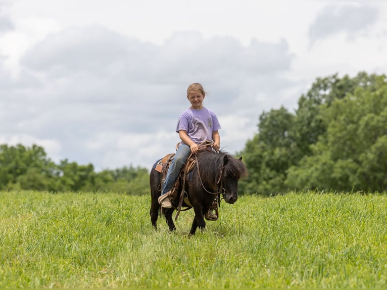 More ponies/small horses Gelding 5 years 9 hh Black in Ewing